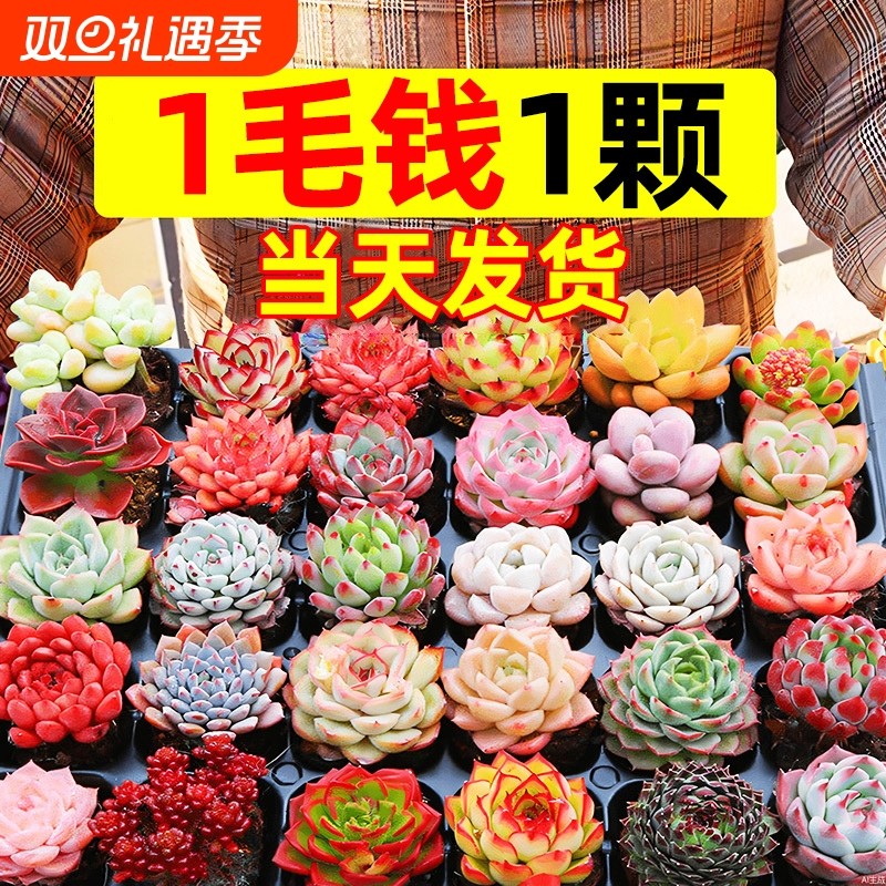 多肉植物室内盆栽大颗好养精品罕见品种名贵老桩玉露法师阳台客厅