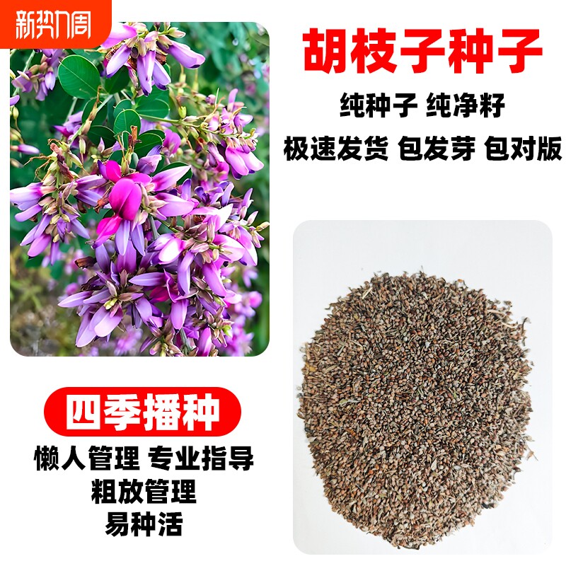 胡枝子种子速生护坡固土灌木草籽四季常青工程绿化园林观赏草种籽