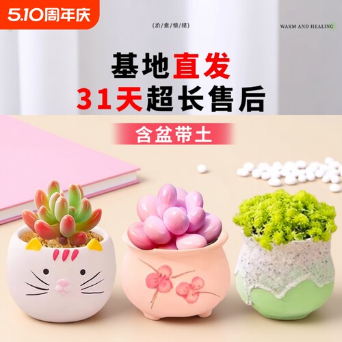 多肉植物组合室内小盆栽玉露桃蛋老桩仙人球绿植仙人掌DIY办公桌
