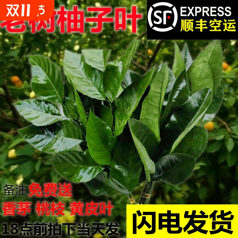 老树柚子叶新鲜现摘顺丰包邮