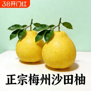 纯甜正宗广东梅州沙田柚包邮金柚柚子白心肉当季孕妇新鲜水果整箱