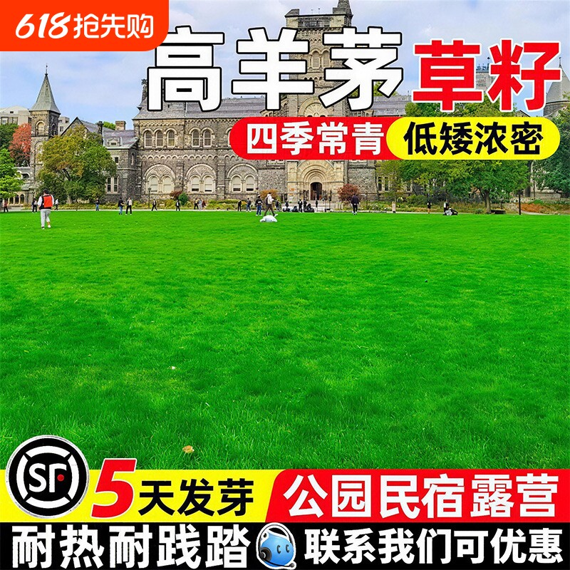 高羊茅草籽进口蓝标四季常青免修剪耐寒庭院公园民宿露营绿化种子