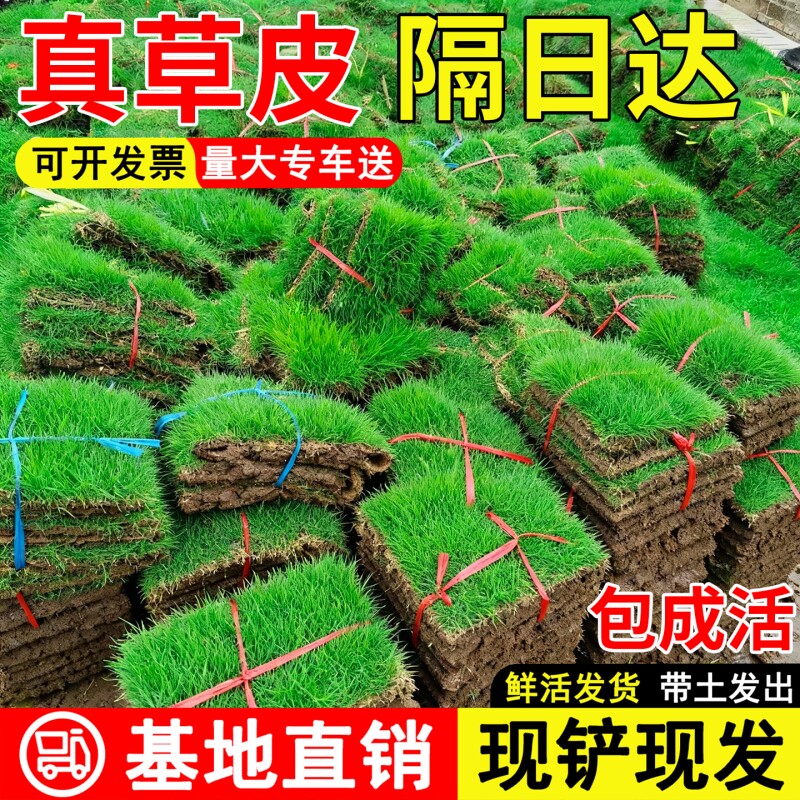 草坪草皮带泥土真草庭院别墅绿化耐寒四季青马尼拉台湾草带土地毯