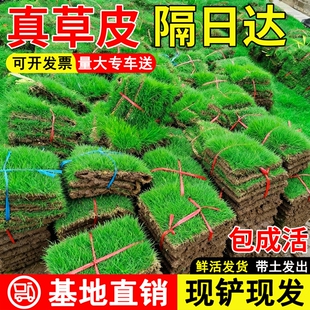 草坪草皮带泥土真草庭院绿化四季青马尼拉台湾草带土地毯耐寒三号
