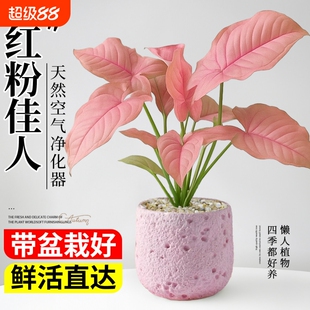 红粉佳人合果芋竹芋盆栽绿植办公室桌面植物盆景摆件四季好养室内