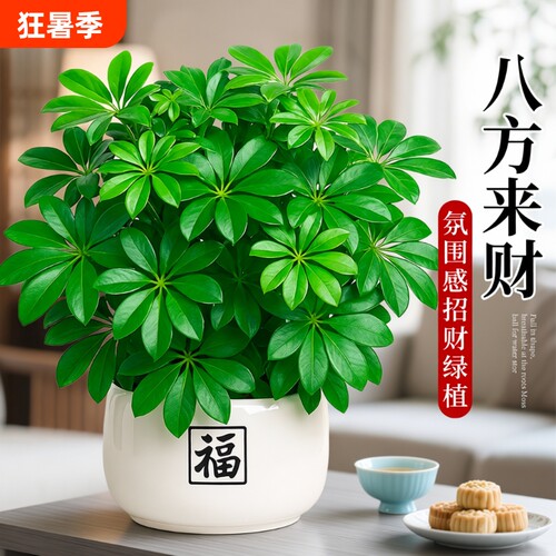 鸭脚木发财树盆栽|超5000次加购