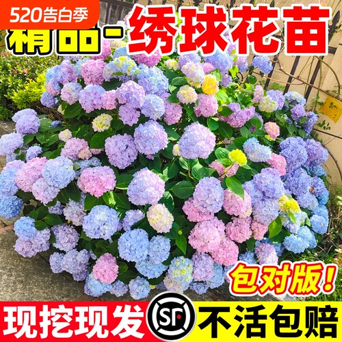 绣球花苗无尽夏庭院阳台地栽老桩花卉花园绿植物绣球花盆栽带花苞