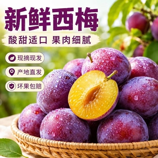西梅新鲜水果当季整箱李子法兰西应季正宗蓝蜜大西梅时令现货现发