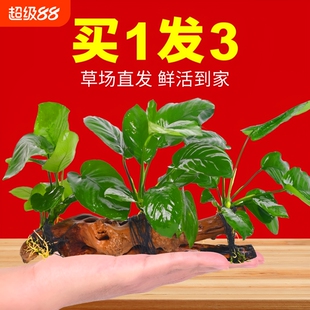 水榕沉木水草植物鱼缸造景装饰摆件阴性增氧水培屋大叶皇冠好养