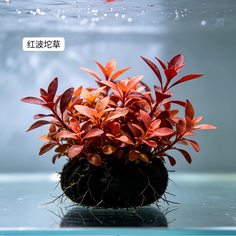 红波大坨草活体真水草 鱼缸中后景红色懒人水草免种入缸造景