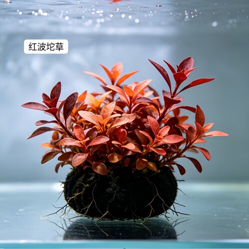 红波大坨草活体真水草 鱼缸中后景红色懒人水草免种入缸造景
