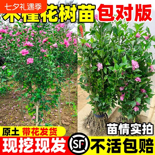 木槿花树苗可食用重瓣大苗室外庭院地栽阳台盆栽耐寒开花种植带花