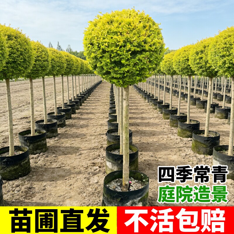 亮晶女贞棒棒糖川滇蜡树小叶亮金造型树老桩花镜植物花园设计搭配