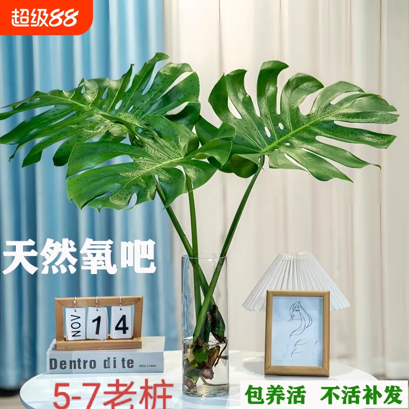 完整开背【大叶龟背】北欧风植