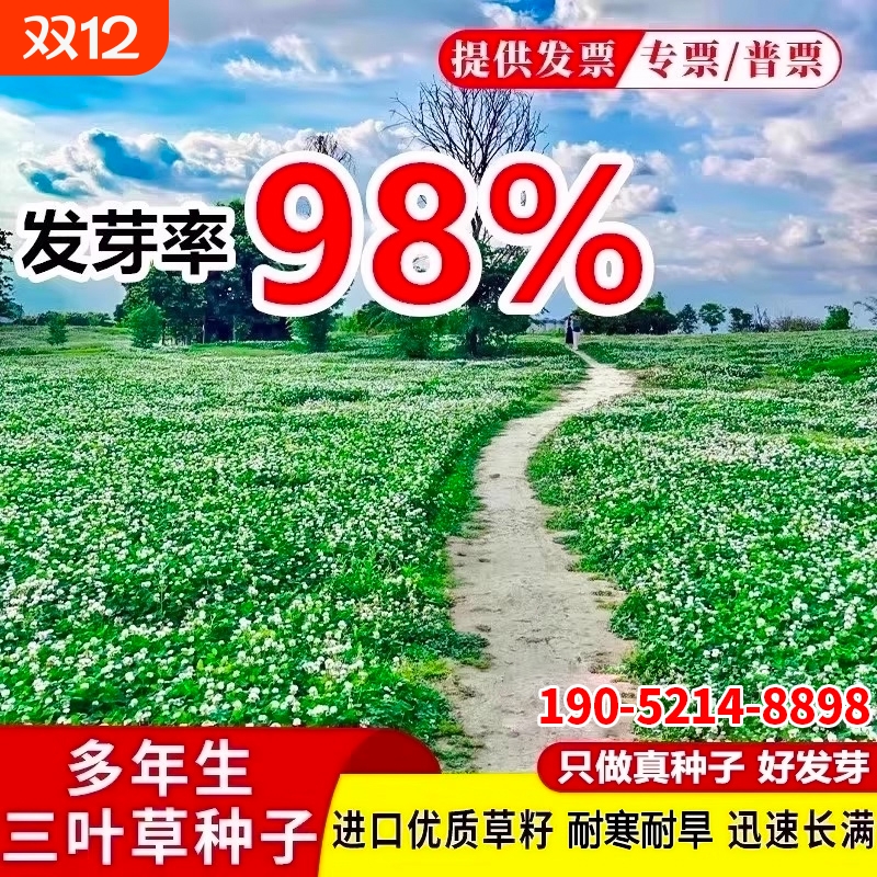 三叶草种子进口红三叶白三叶种子幸运草四季常青耐寒绿化草坪草籽