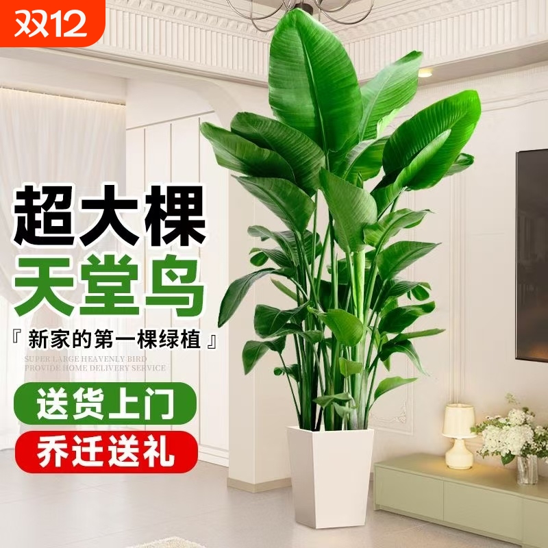 天堂鸟客厅大型植物盆栽室内大叶绿植落地好活净化空气电视柜氛围