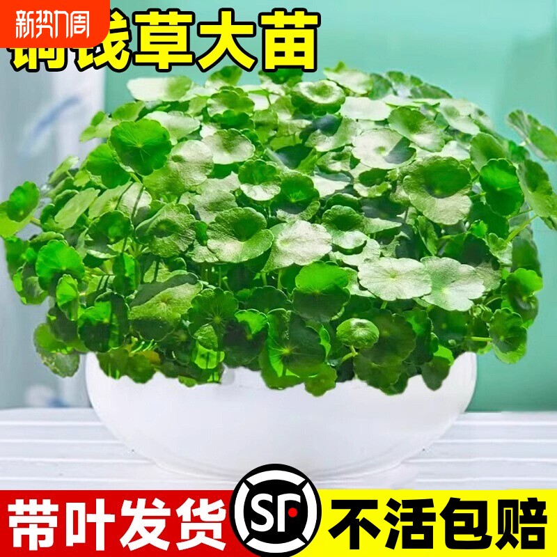 四季铜钱草水培盆栽好养绿植物客厅室内花卉水养金钱草籽造景阳台