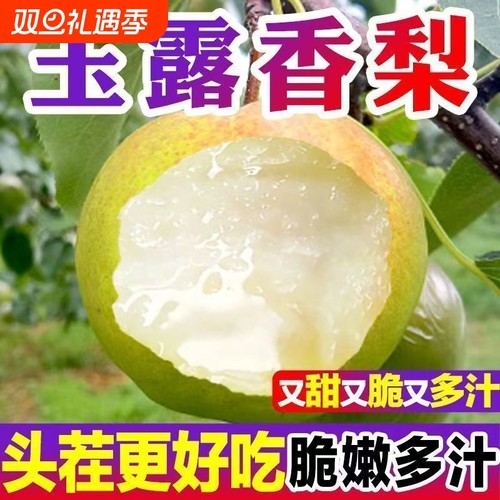 正宗山西玉露香梨脆甜多汁隰县雨露香梨子当季新鲜送礼品脆甜皮薄