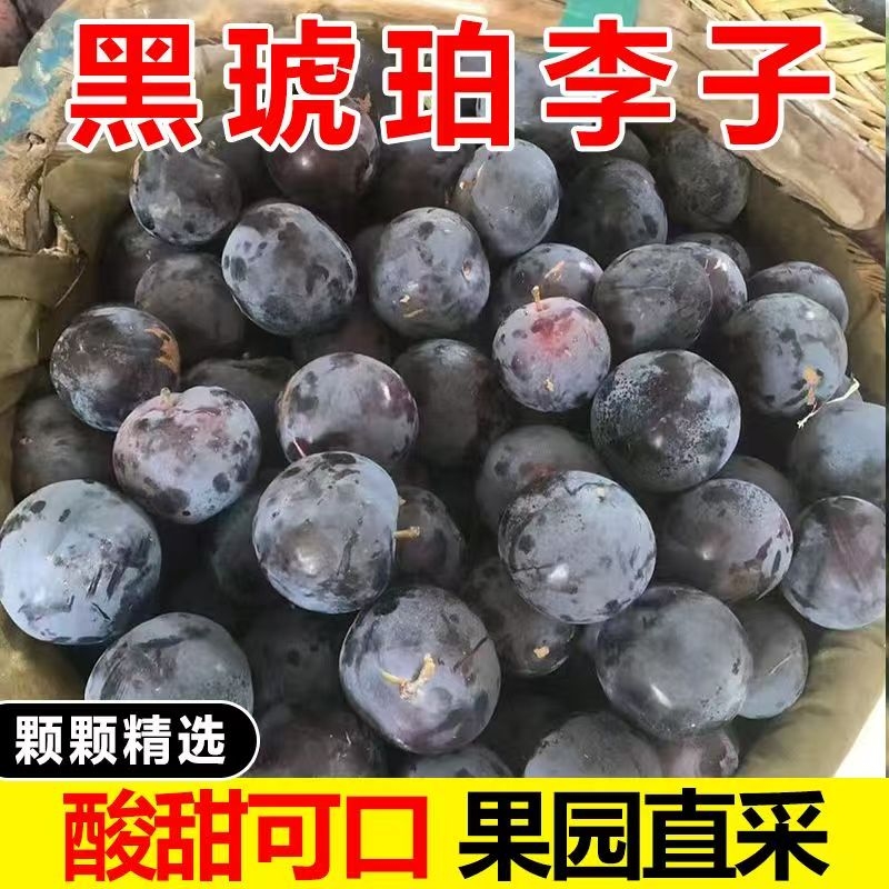 正宗新鲜黑布林李子当季水果酸甜可口果园直发收到催熟红心现摘