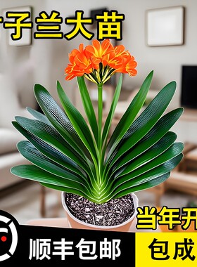 君子兰盆栽带花苞名贵花卉精品圆头和尚大苗当年开花植物客厅绿植