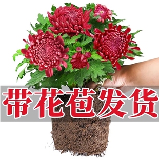 菊花盆栽带花苞大花苗耐寒千头菊九月菊好养四季开花室内花卉植物