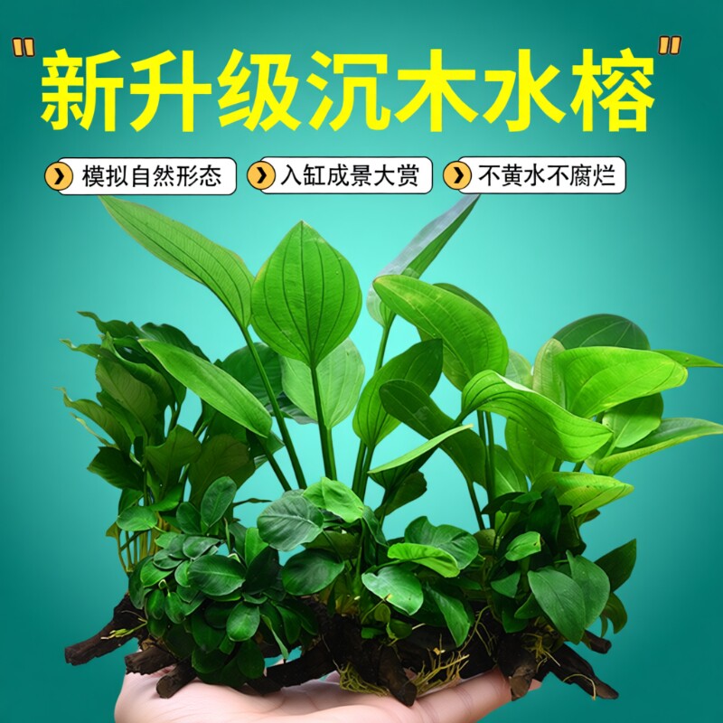 水榕沉木鱼缸水草植物真草水培增氧装饰仿真沉木懒人造景大叶皇冠