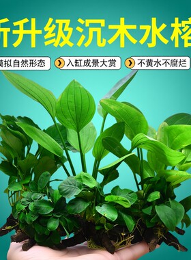 鱼缸真草升级水榕沉木增氧造景