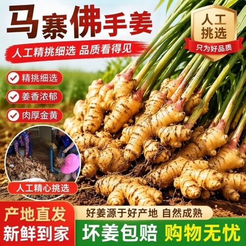 【姜农自卖】生姜老姜正宗马寨佛手小黄姜现挖农家土姜月子姜老姜