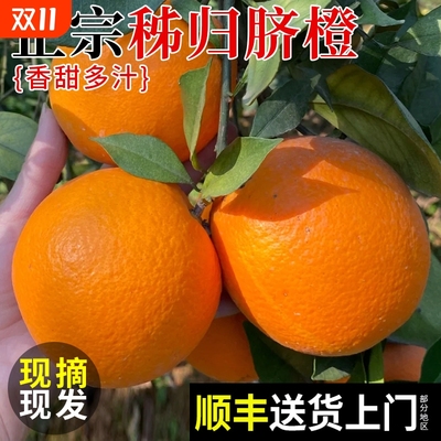 纽荷尔脐橙鲜采顺丰包邮大果