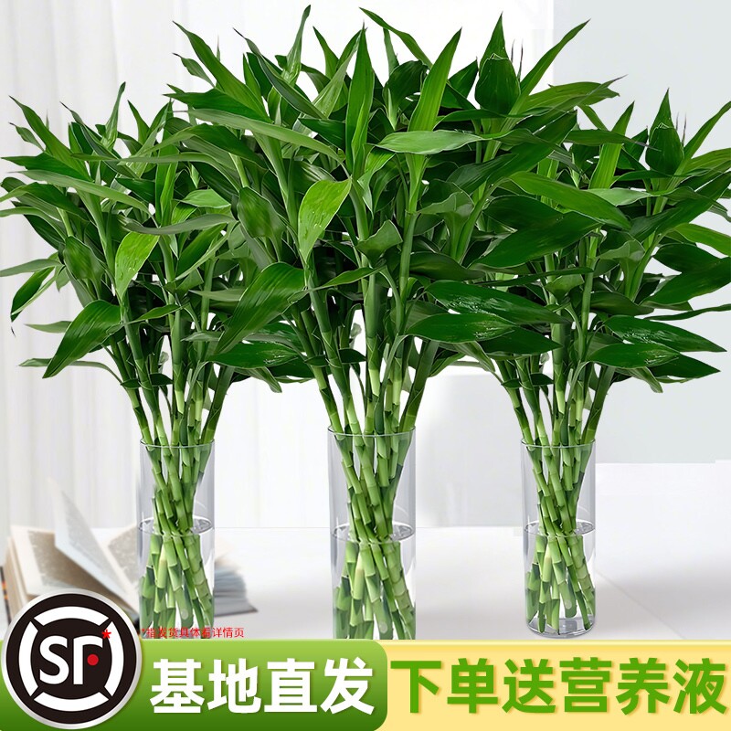 富贵竹水培植物水竹绿植室内好养盆栽客厅招财粗杆带根节节高竹子
