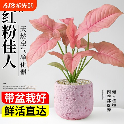 红粉佳人合果芋竹芋盆栽绿植办公室桌面植物盆景摆件四季好养室内