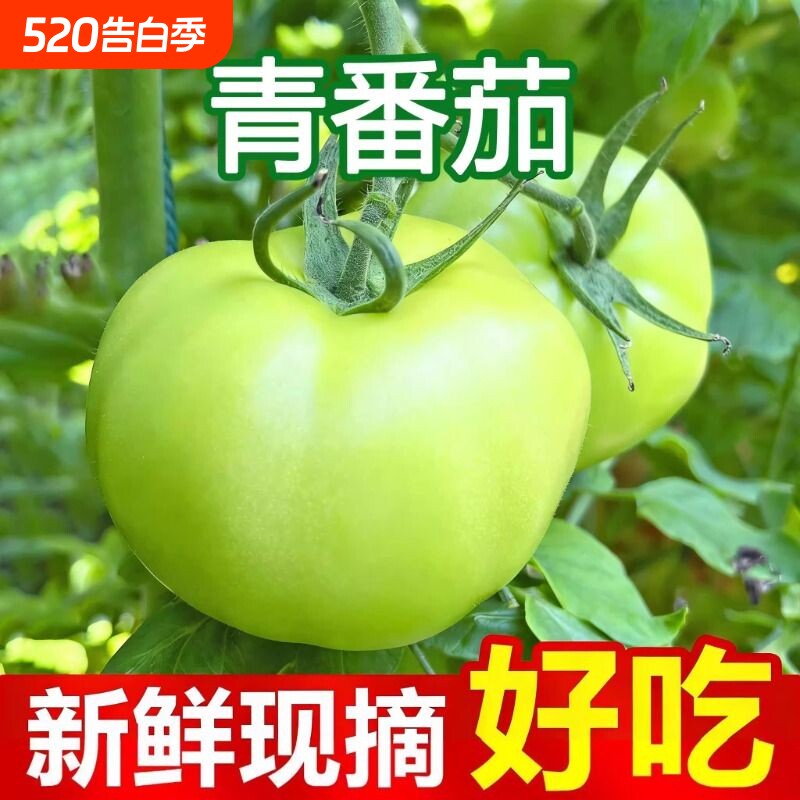 山西特产青西红柿新鲜青番茄农家露天蔬菜西红柿绿番茄青皮西红柿