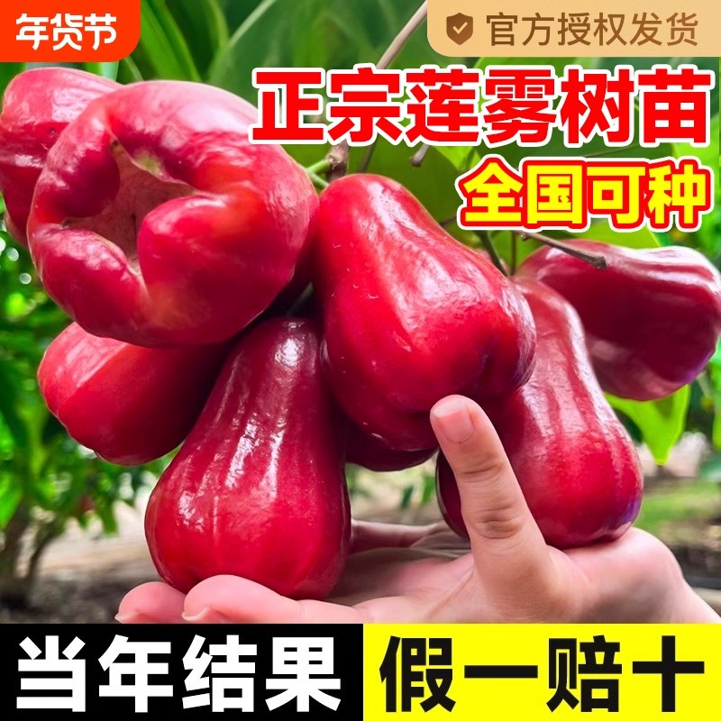 黑金刚莲雾树苗黑糖芭比台湾嫁接四季新品种南方果树庭院地栽带叶