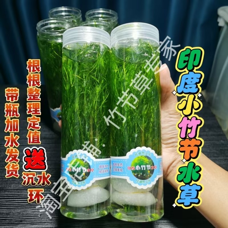 印度小竹节水草新手懒人练习阴性水草鱼虾躲避净化鱼缸水质孔雀鱼
