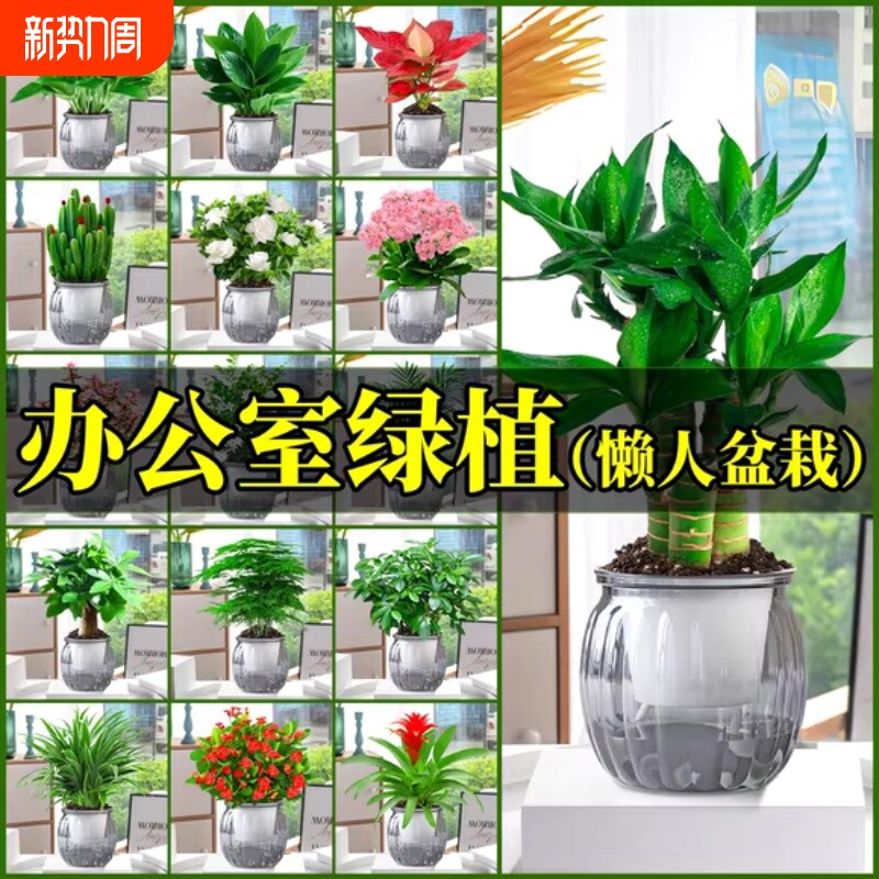 绿箩办公室桌面植物幼儿园小绿植盆栽发财树花卉内文昌竹水培好养