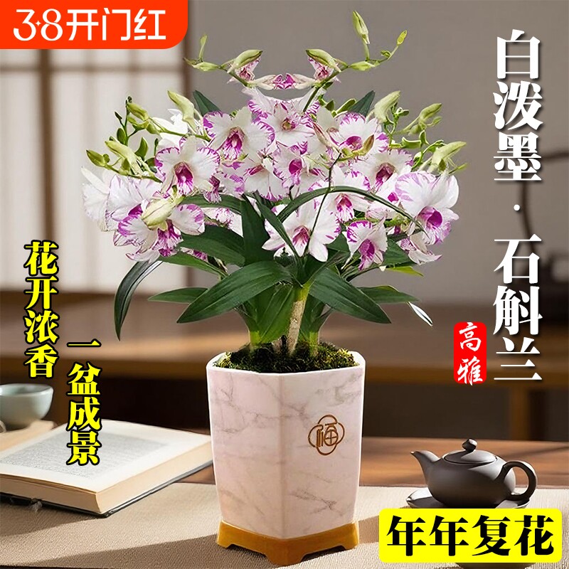 白泼墨秋石斛兰花苗冬带花室内水培绿植盆栽花卉开花客厅阳台花苞