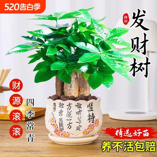 发财树小盆栽绿植盆景水培植物室内桌面绿萝文竹四季好养花卉招财