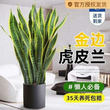 金边虎皮兰绿植客厅沙发旁大盆栽新房吸甲醛室内大型植物办公室花