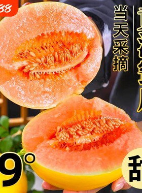 正宗黄河蜜瓜甜瓜新鲜水果应当季整箱包邮黄金脆香瓜哈密甘肃民勤