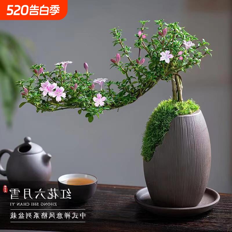金边六月雪红花粉花悬崖造型禅意桌面盆栽办公室绿植客厅花卉盆景