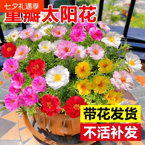 重瓣太阳花盆栽绿植客厅大花老桩玫瑰花苗桂花四季开花室内好养花