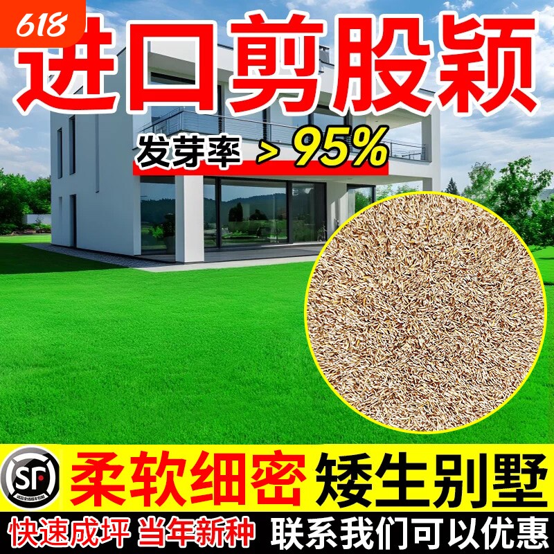 剪股颖草籽矮生型庭院高档草坪耐寒热四季常青草皮种子开花水养