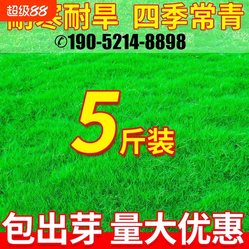 草坪草籽四季青地毯草庭院绿化狗牙根黑麦草矮生护坡草种草皮草子