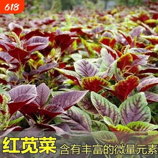 苋菜种籽大全红苋菜种子秧苗四季冬汉菜蔬菜阳台种植盆栽孔雀大叶