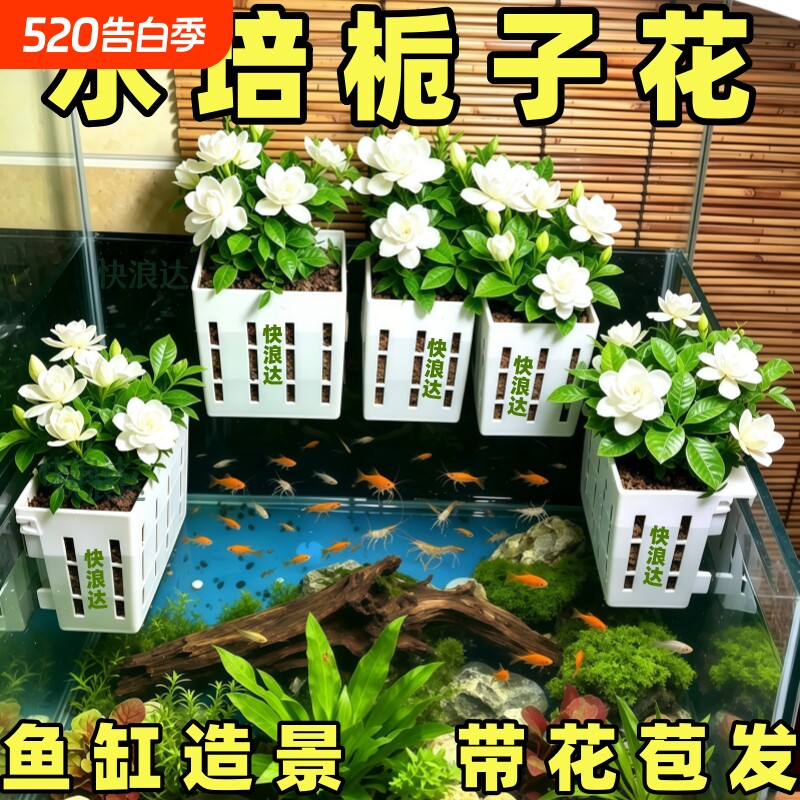 水培栀子花盆栽带花苞四季好养室内花卉绿植物办公室桌面水养鲜花