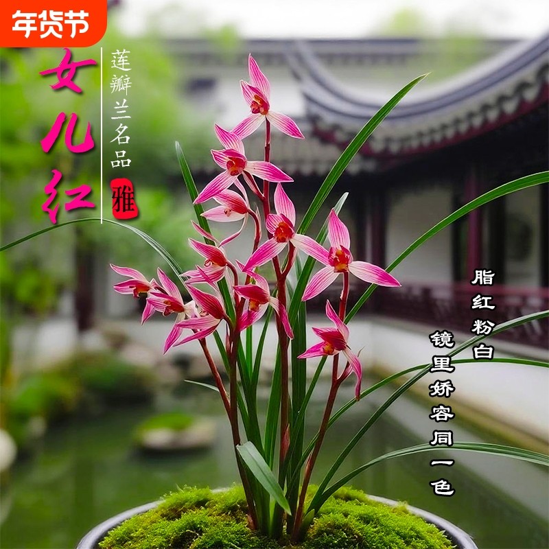 莲瓣兰女儿红兰花苗冬带花苞室内阳台好养绿植花盆栽客厅开花浓香,鲜花速递/花卉仿真/绿植园艺,时令草本花卉,淘宝优惠券,粉丝福利购,淘宝优惠卷