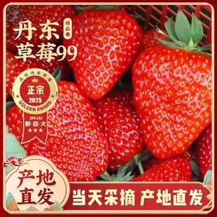 正宗丹东99奶油草莓新鲜酸甜多汁九九久久红颜草莓香家庭分享水果