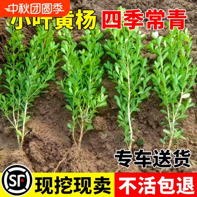 小叶黄杨树苗法国冬青绿篱苗瓜子黄杨苗大叶冬青庭院四季常青耐寒