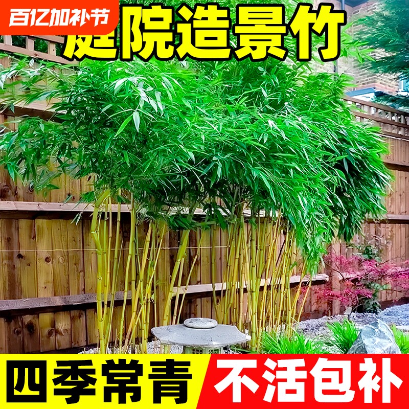 庭院造景竹室外植物青竹黄金竹北方盆栽风景竹子树苗四季常青耐阴