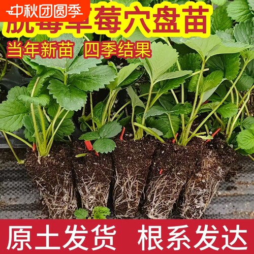 四季草莓苗秧盆栽红颜奶油带花带果种植穴盘苗阳台当年结果组培